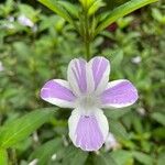 Barleria cristata花