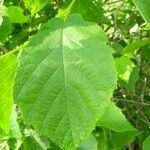 Corylus americana Levél