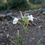 Nicotiana acuminata Кветка