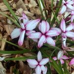 Rhodohypoxis baurii Συνήθη χαρακτηριστικά