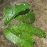 Esenbeckia pentaphylla Blad