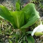 Calla palustris Feuille