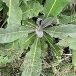 Verbascum pulverulentum Leaf