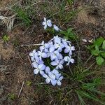 Viola pedatifida Fiore