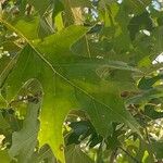 Quercus shumardii ഇല