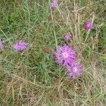 Centaurea jaceaFleur