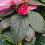 Rhododendron indicum Leaf