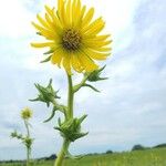 Silphium laciniatum Kvet