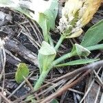 Polygala lutea Hoja