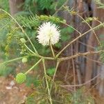 Leucaena leucocephala Flower