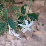 Jasminum azoricum Blomma