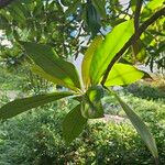 Magnolia virginiana Feuille