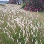 Bothriochloa laguroides Flor