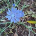 Cichorium pumilumЦветок