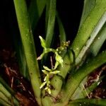 Thelasis carinata Kabuk