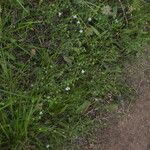 Linum austriacum Habitus