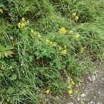 Sisymbrium austriacum Habit