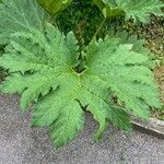 Gunnera tinctoriaLiść