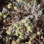 Teucrium polium Habitat