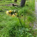 Cirsium erisithales Цвят