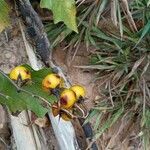 Solanum carolinense ഫലം