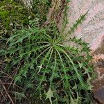 Cirsium vulgareYeri