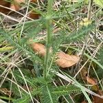 Achillea millefolium Leht