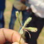 Dactyloctenium aegyptium Flower