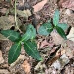 Chimaphila maculata 叶