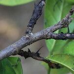 Ficus cyathistipula Frucht