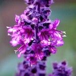 Ocimum kilimandscharicum Flower