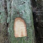 Cavacoa quintasii Rinde