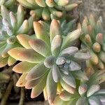 Sedum pachyphyllum Leaf