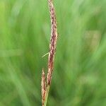 Carex nigra Frucht