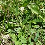 Leucanthemum adustum Blad