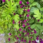 Gomphrena globosa Flower