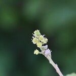 Flacourtia indica Blüte