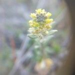 Alyssum alyssoidesFlower