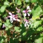 Cuphea racemosa Fleur