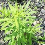 Solidago altissima Blatt