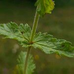 Veronica teucrium Lehti