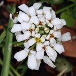 Iberis sempervirens Blomma