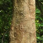 Cussonia brieyi Casca