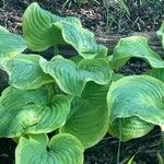 Hosta sieboldiana Leaf