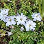 Gentiana nipponica Flower
