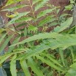 Polyscias fruticosa 葉