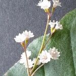 Boerhavia erecta Virág