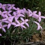 Houstonia rubra Flower
