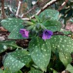 Pulmonaria affinis Квітка