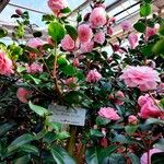Camellia japonica Συνήθη χαρακτηριστικά